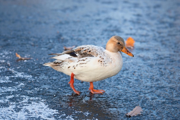 Ánade real albino híbrido, Anas platyrhynchos, waddle en humedales congelados y cubiertos de nieve en invierno