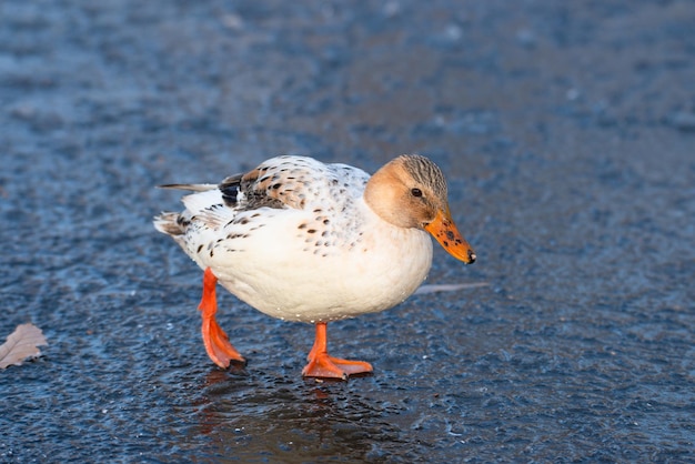 Ánade real albino híbrido, Anas platyrhynchos, waddle en humedales congelados y cubiertos de nieve en invierno