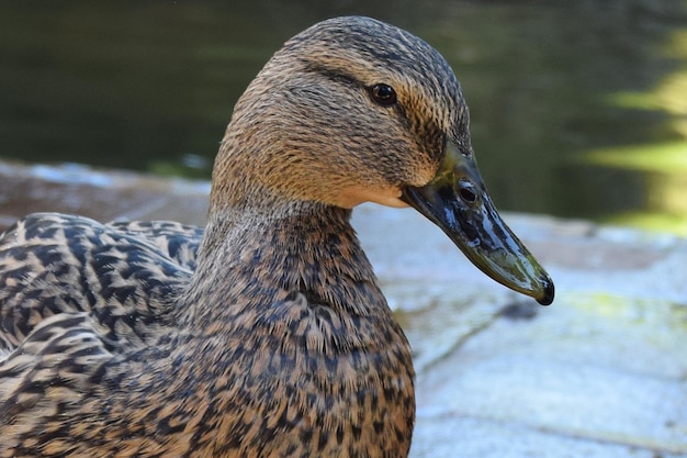 Anade real closeup na lagoa