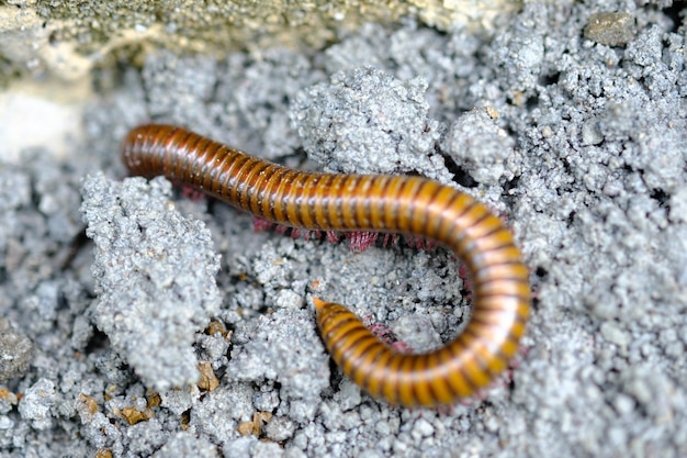 Anadenobolus monilicornis, conocido como milpiés de bandas amarillas o milpiés de abejorros, Rhinocrididae.