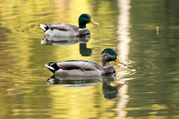 Foto Ánades reales nadando en un lago