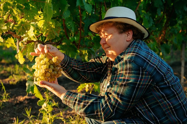 Análise da cultura da vinha a agricultora com o chapéu verifica a qualidade do meio das uvas ...