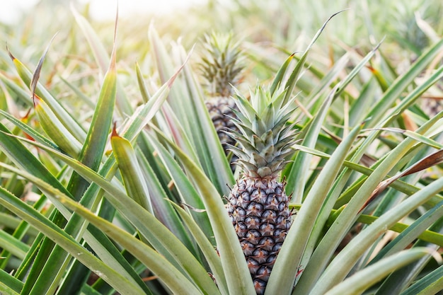 Ananas auf Baum im Sommer.