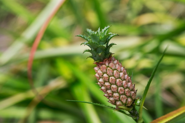 Ananas auf Baum.