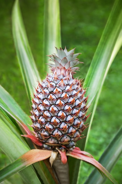 Ananas auf dem Feld