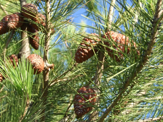 ANANAS AUF KIEFER IM FRÜHLING