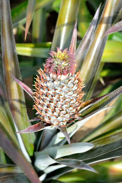 Ananas Farm