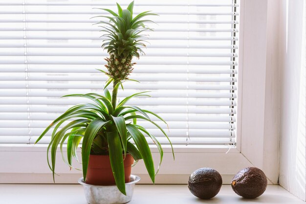 Ananas im Inneren des Hauses im Blumentopf auf dem Fensterbrett