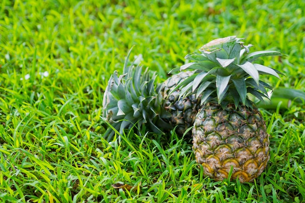 Ananas in der Natur