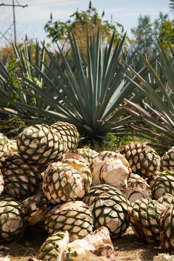 Foto ananás maguey em uma fábrica de produção artesanal de mezcal palenque em oaxaca, méxico