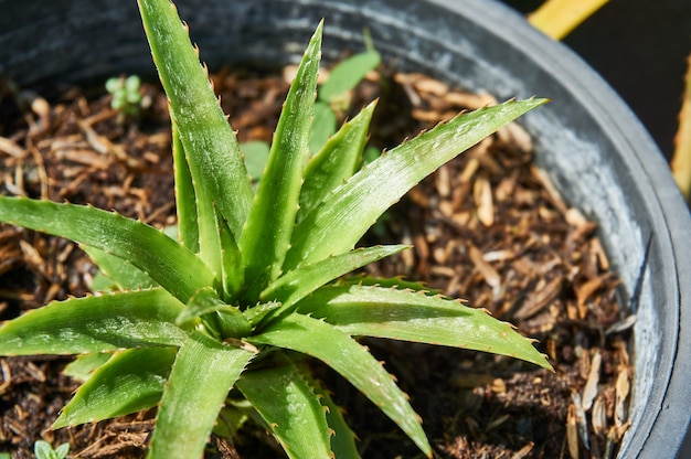 Ananas Pflanze im Blumentopf