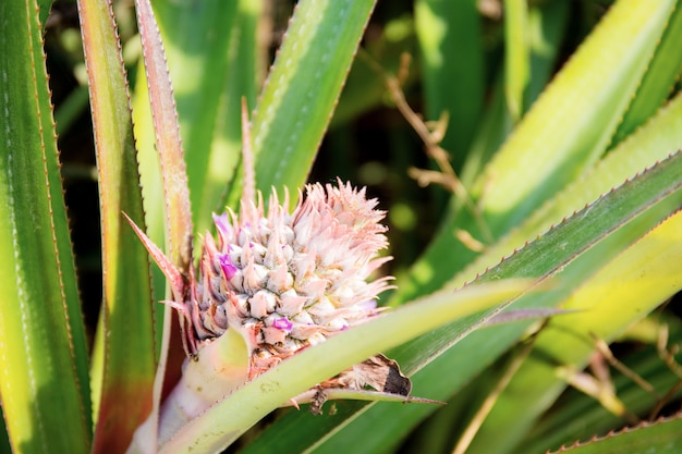 Ananas von Jungen auf Baum