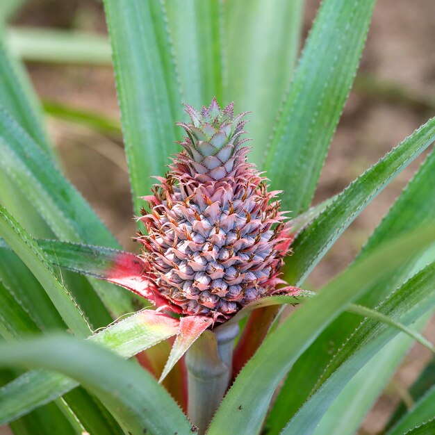 Ananas wächst auf einer Plantage mit tropischen Früchten auf der Insel Koh Phangan in Thailand