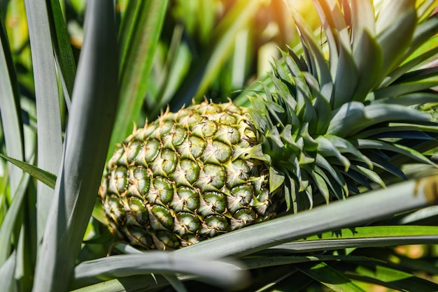 Ananasfrucht am Baum, tropische Früchte der Ananasplantage, die in einer landwirtschaftlichen Landwirtschaft wachsen