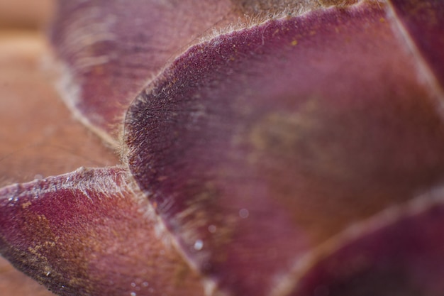 Ananaspalmblütenblätter Nahaufnahme Makro ein Hintergrund