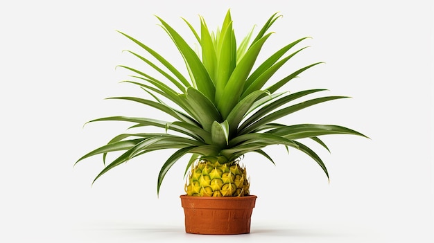 Ananaspflanze auf durchsichtigem Hintergrund