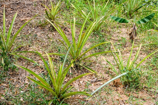 Ananaspflanzen auf der Plantage Landwirtschaftliches Konzept Tropische Früchte