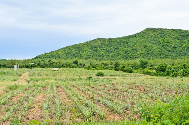 Ananasplantage im hügeligen Gelände, Thailand