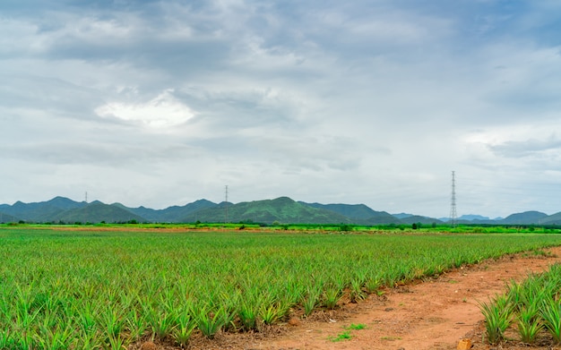 Ananasplantage. Landschaft Ananasfarm und Berg. Pflanzenanbau. Wachsende Ananas im Bio-Bauernhof. Landwirtschaft.