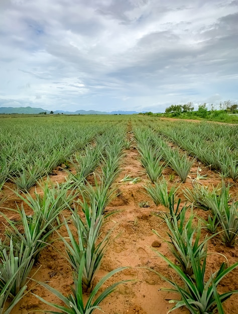 Ananasplantage. Landschaft Ananasfarm und Berg