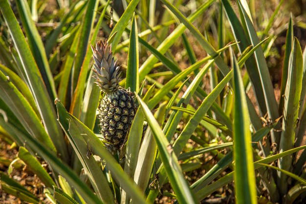 Ananasplantagenfrucht exotisch