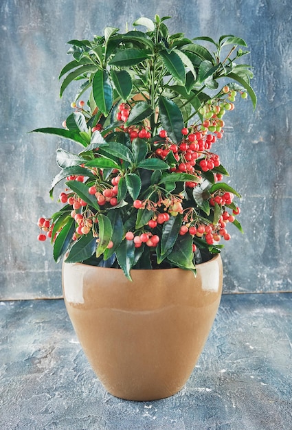 Anão Burford Holly crescendo em vaso de flores em concreto azul