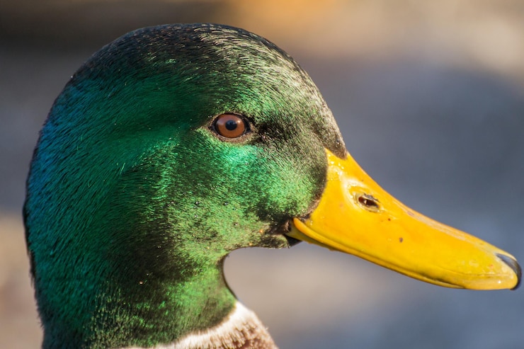 Foto anão-malardo ou pato-selvagem anas platyrhynchos em close-up