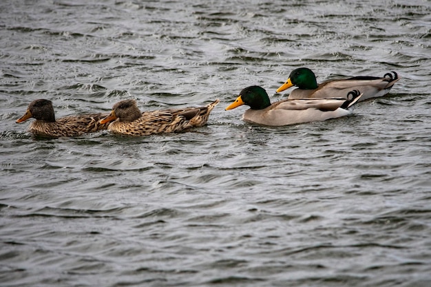 Anas platyrhynchos - El ánade real, es una especie de ave anseriforme de la familia Anatidae.