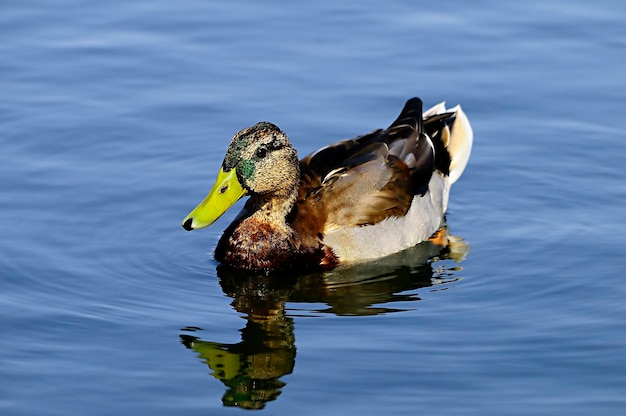 Anas platyrhynchos - El ánade real, es una especie de ave anseriforme de la familia Anatidae.