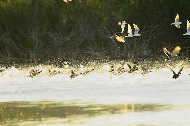 Anas platyrhynchos - Die Stockente ist eine anseriforme Vogelart aus der Familie der Anatidae.