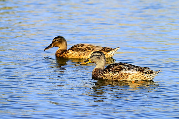 Anas platyrhynchos - Die Stockente ist eine anseriforme Vogelart aus der Familie der Anatidae.