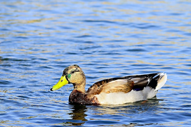 Anas platyrhynchos - Die Stockente ist eine anseriforme Vogelart aus der Familie der Anatidae.