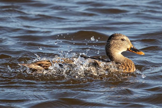 Anas platyrhynchos é um pato comum mediterrâneo que nada em aiguamolls de emporda em girona espanha