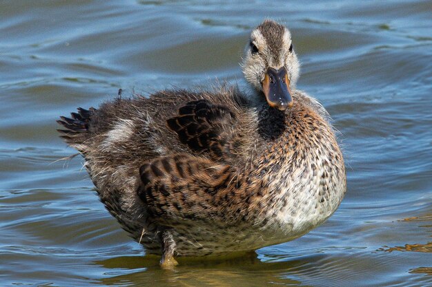 Foto anas platyrhynchos es un pato mediterráneo pato común que nada en los aiguamolls de emporda en girona españa