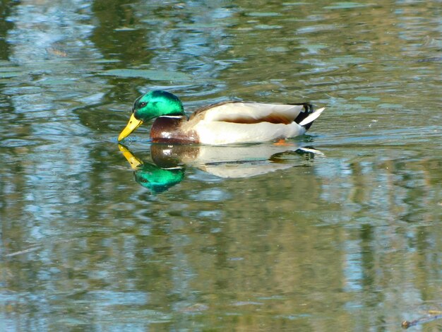 Foto anas platyrhynchos en el río