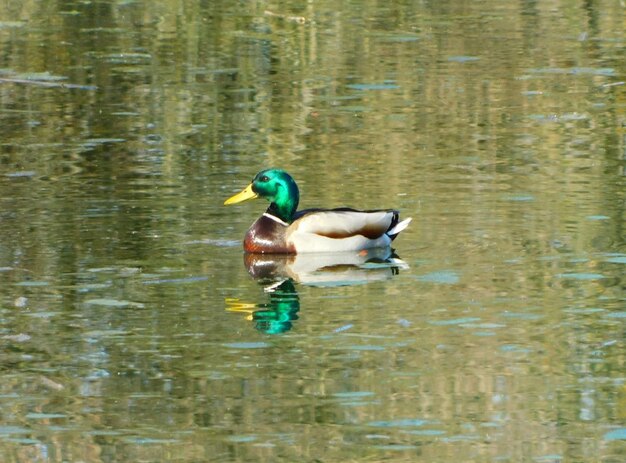 Foto anas platyrhynchos en el río