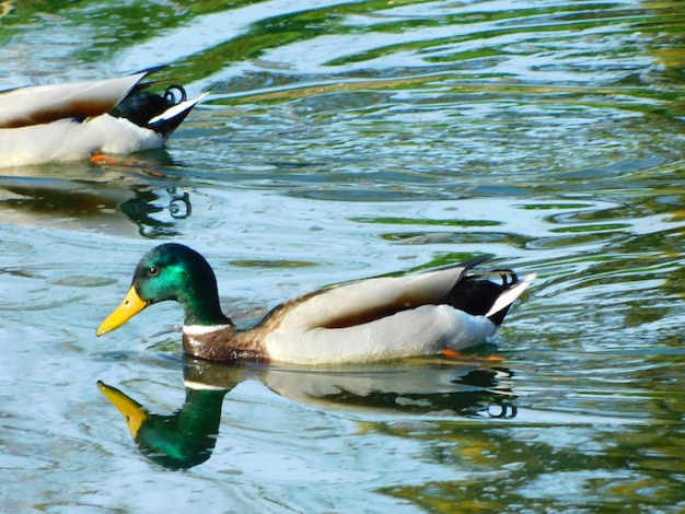 Foto anas platyrhynchos en el río