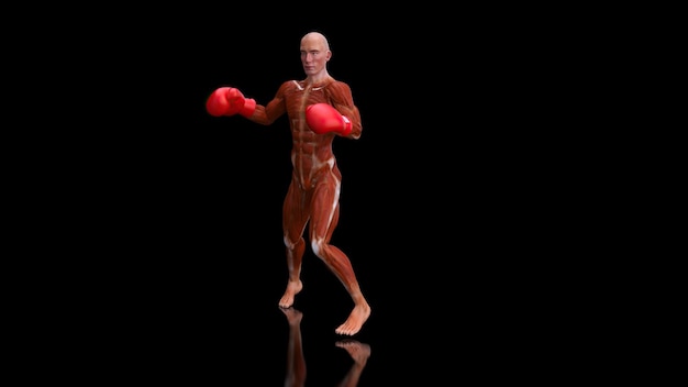 Anatomía 3D abstracta de un hombre boxeando