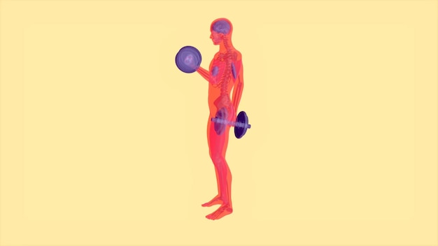 Anatomía 3D abstracta de un hombre haciendo flexiones de bíceps