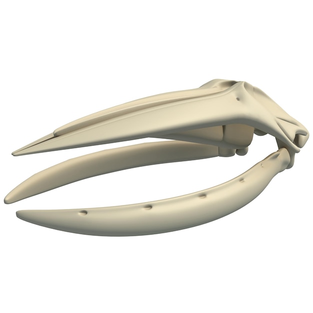 La anatomía animal del cráneo de la ballena jorobada en 3D sobre un fondo blanco