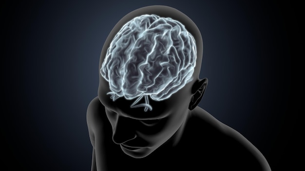 Anatomía del cerebro humano Ilustración en 3D