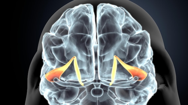 Foto anatomía del cerebro humano ilustración en 3d