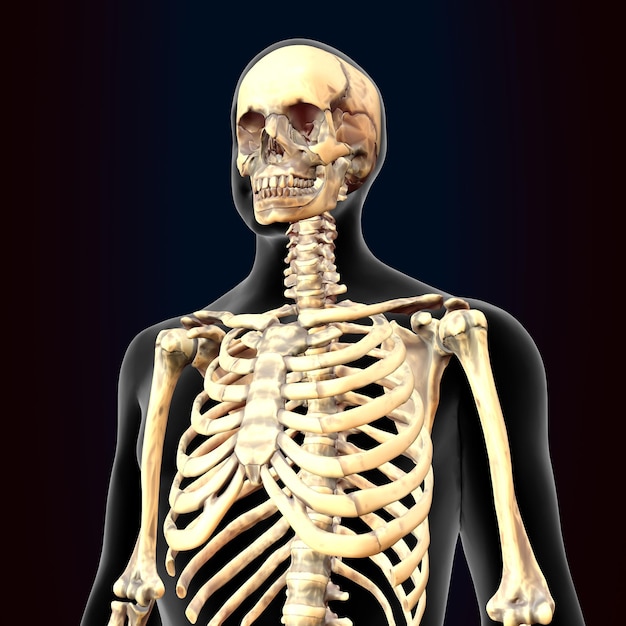 Anatomía del cerebro humano Ilustración en 3D