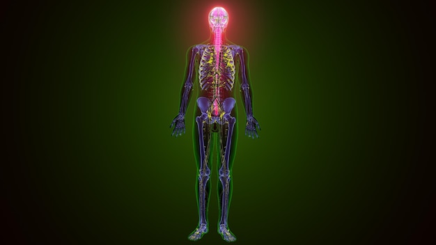 Anatomía del cerebro humano Ilustración en 3D