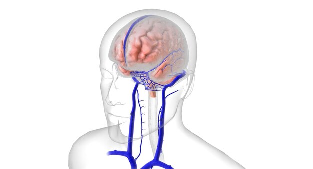 Foto anatomía del cerebro y la vasculatura