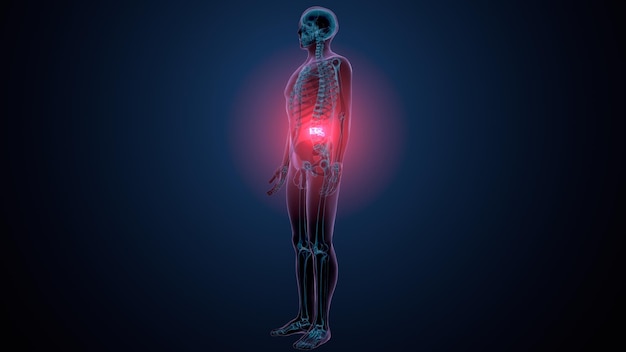 anatomía de la columna vertebral masculina en 3D
