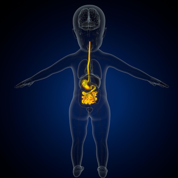 Foto anatomía del corazón humano para el concepto médico ilustración en 3d sistema respiratorio humano