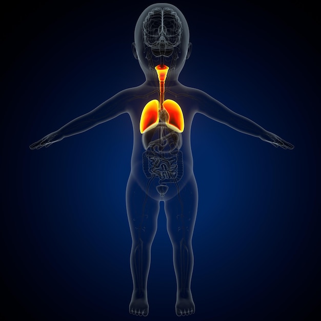 Anatomía del corazón humano para el concepto médico Ilustración en 3D Sistema respiratorio humano