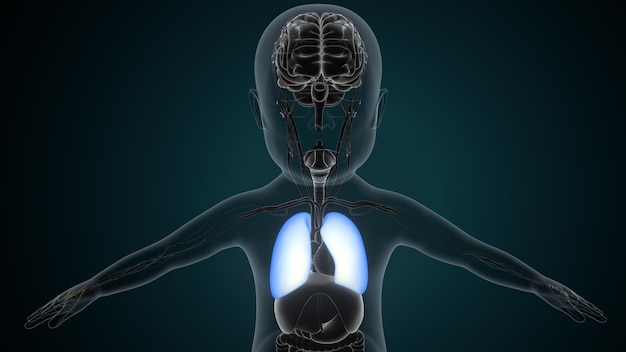 Anatomía del corazón humano para el concepto médico Ilustración en 3D Sistema respiratorio humano