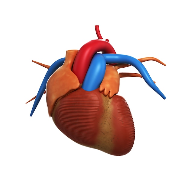 Foto anatomía del corazón humano del corazón humano aislado en blanco 3d render